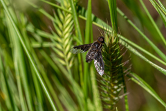 Hemipenthes morioides