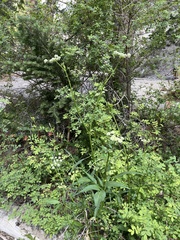 Angelica kingii