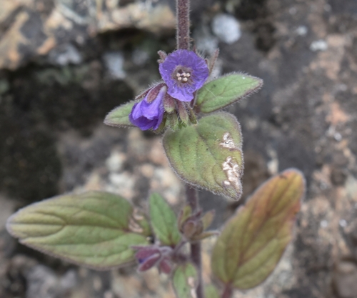 Image of Phacelia vallicola by (c) Gail A Baker, some rights reserved (CC BY)
