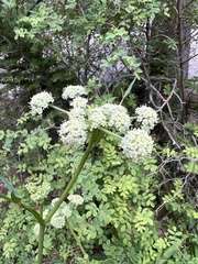 Angelica kingii