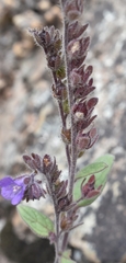 Phacelia vallicola