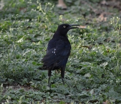 Quiscalus mexicanus