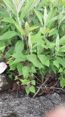 Dalembertia triangularis