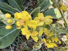 Verbascum pulverulentum