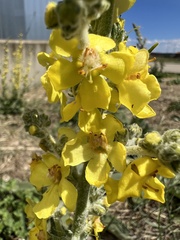 Verbascum pulverulentum