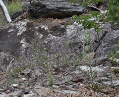 Phacelia vallicola