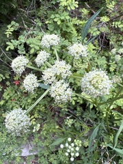 Angelica kingii