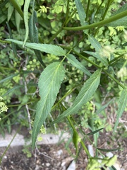Angelica kingii