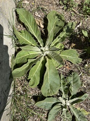 Verbascum pulverulentum