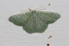 Phaiogramma etruscaria