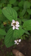 Lantana hispida