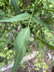 Angelica kingii