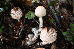 Macrolepiota bonaerensis