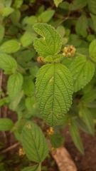 Lantana hispida