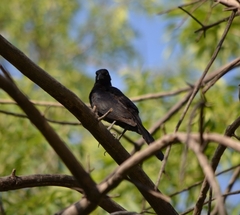 Quiscalus mexicanus