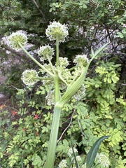 Angelica kingii