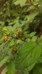 Lantana hispida