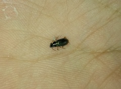 Pogonus