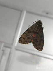 Olepa ricini