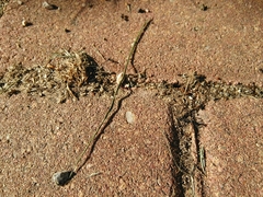 Formicidae