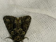 Cryphia fraudatricula