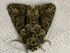 Cryphia fraudatricula