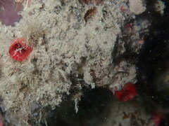 Microcosmus polymorphus