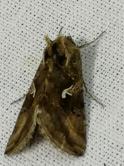Autographa mandarina