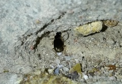 Pogonus