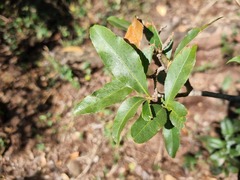 Ochna pretoriensis