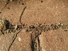 Formicidae