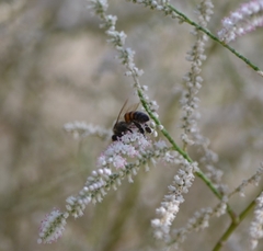 Apis mellifera