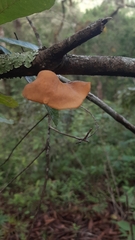 Mycobonia