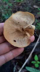 Mycobonia