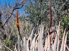 Aloe castanea