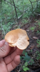 Mycobonia