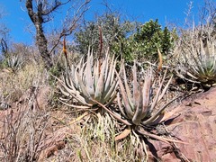 Aloe castanea