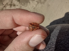 Graphosoma italicum italicum