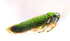 Versigonalia vermiculata