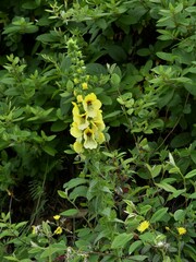 Verbascum creticum