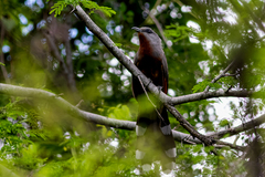 Coccyzus rufigularis