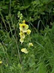 Verbascum creticum