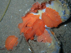 Yungia aurantiaca