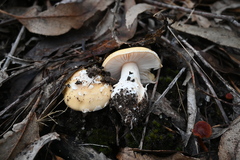 Amanita toxica