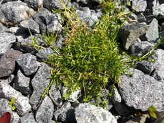 Sagina saginoides