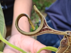 Aristolochia hoehneana