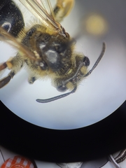 Andrena imitatrix