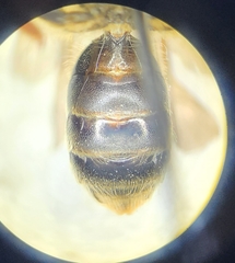 Andrena imitatrix