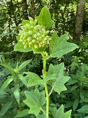 Arnoglossum reniforme