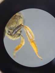 Andrena imitatrix